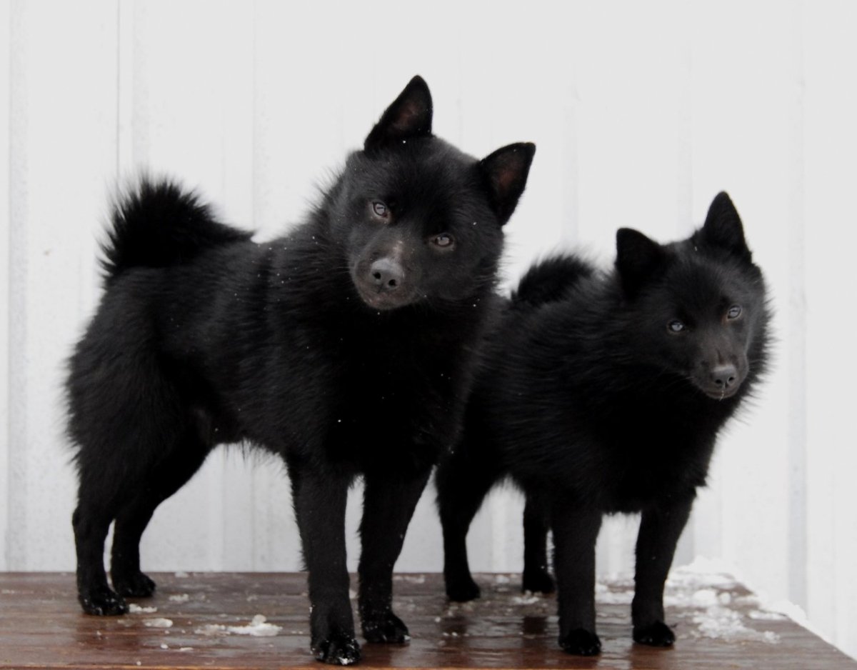 Шиперка Лапландский шпиц