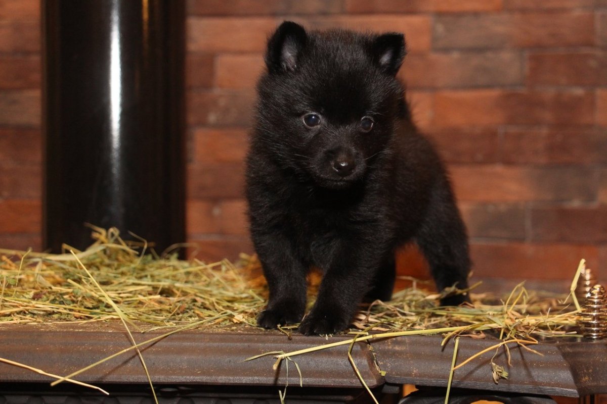 Шкиперская порода собак