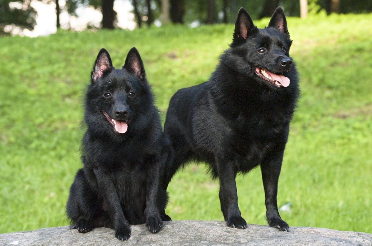 Схипперке питомник