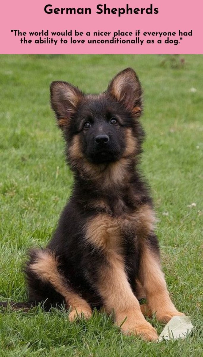 Сиперка собака