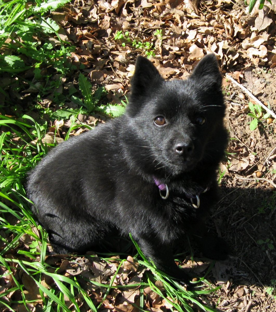 Метис шипперке