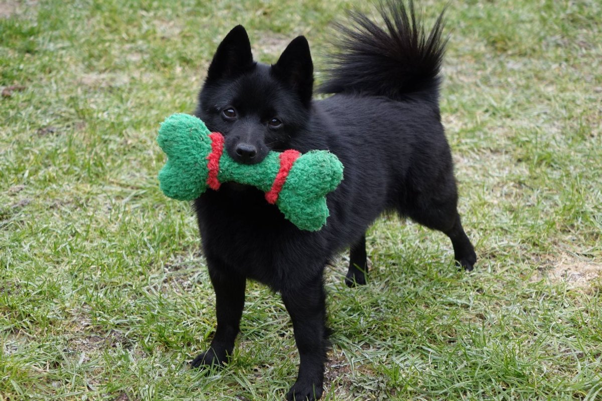 Бельгийская овчарка шипперке