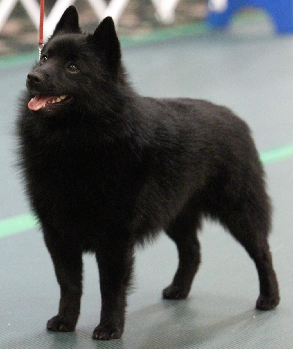 Стандарт породы шипперке РКФ