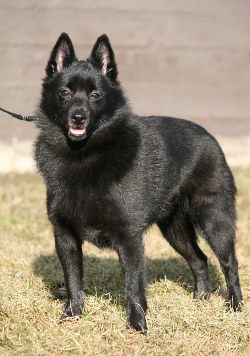 Карликовая Бельгийская овчарка шипперке