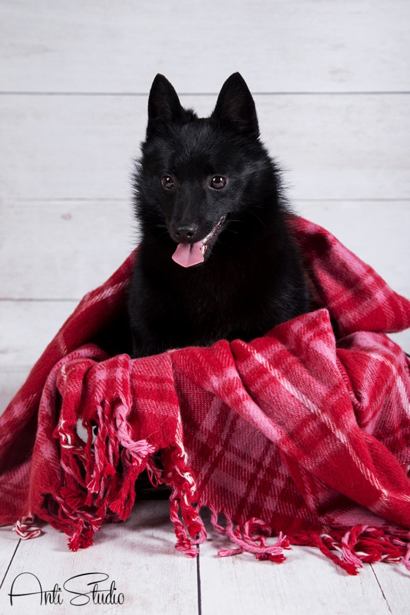 Авито шипперке