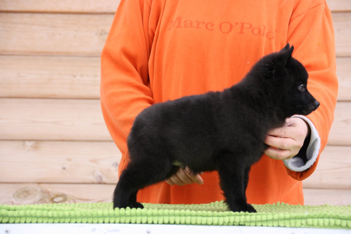 Шипперке и шпиц