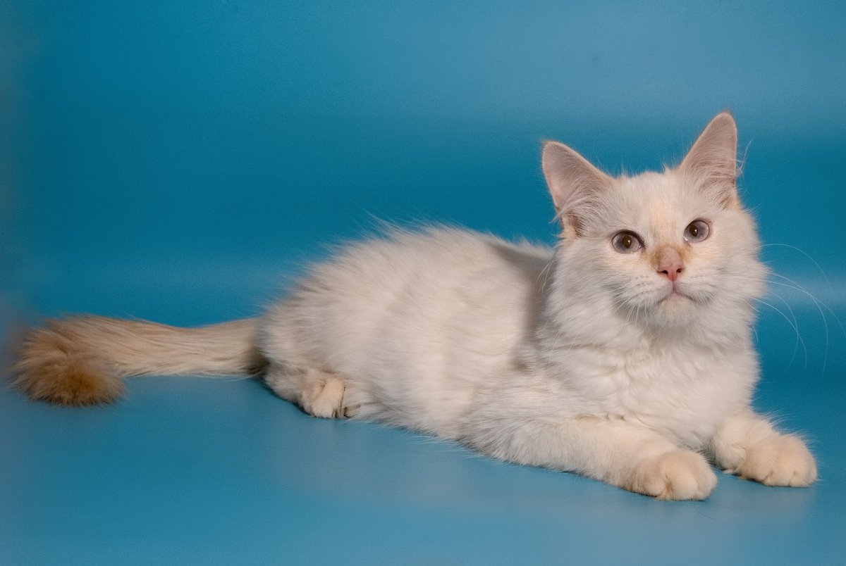 Тайский ред Пойнт длинношерстный