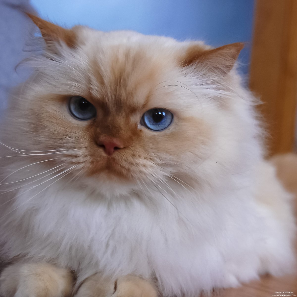 Гималайский перс ред Пойнт