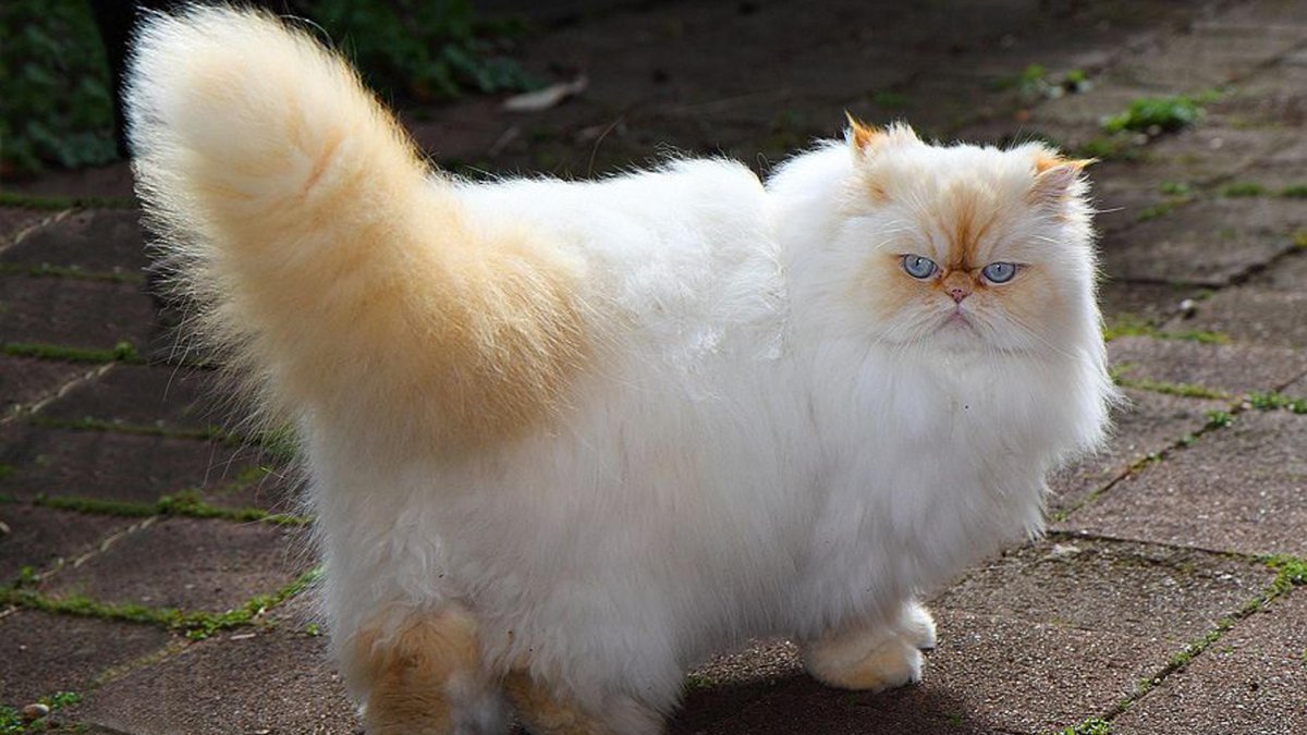 Гималайская Персидская кошка