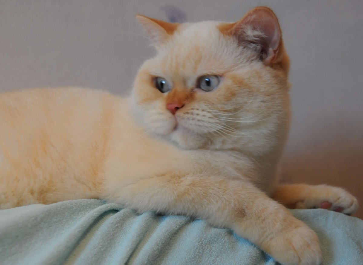 Британский колор Пойнт кот рыжий