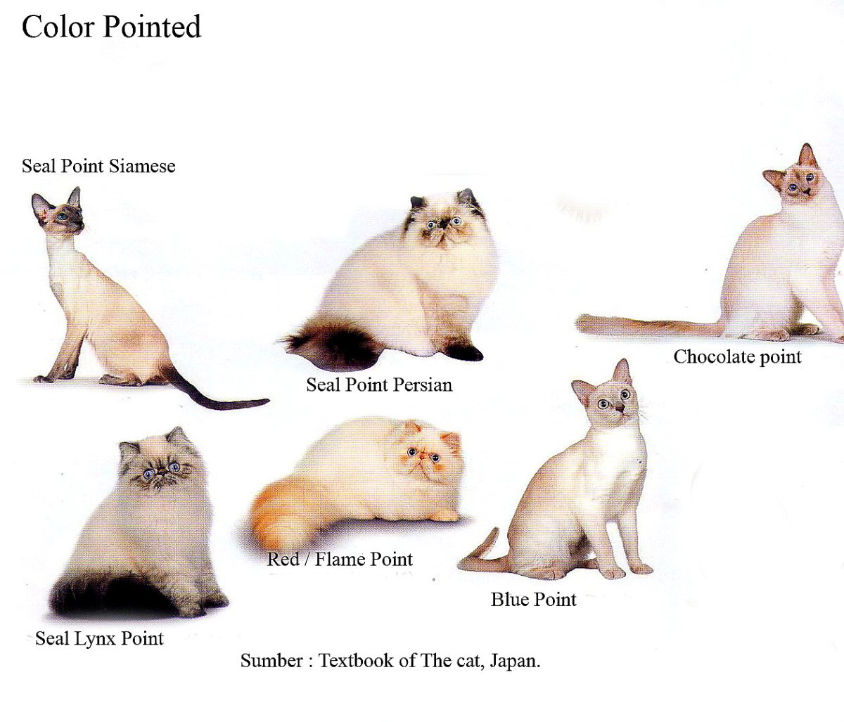 Окрас Seal point тайская кошка