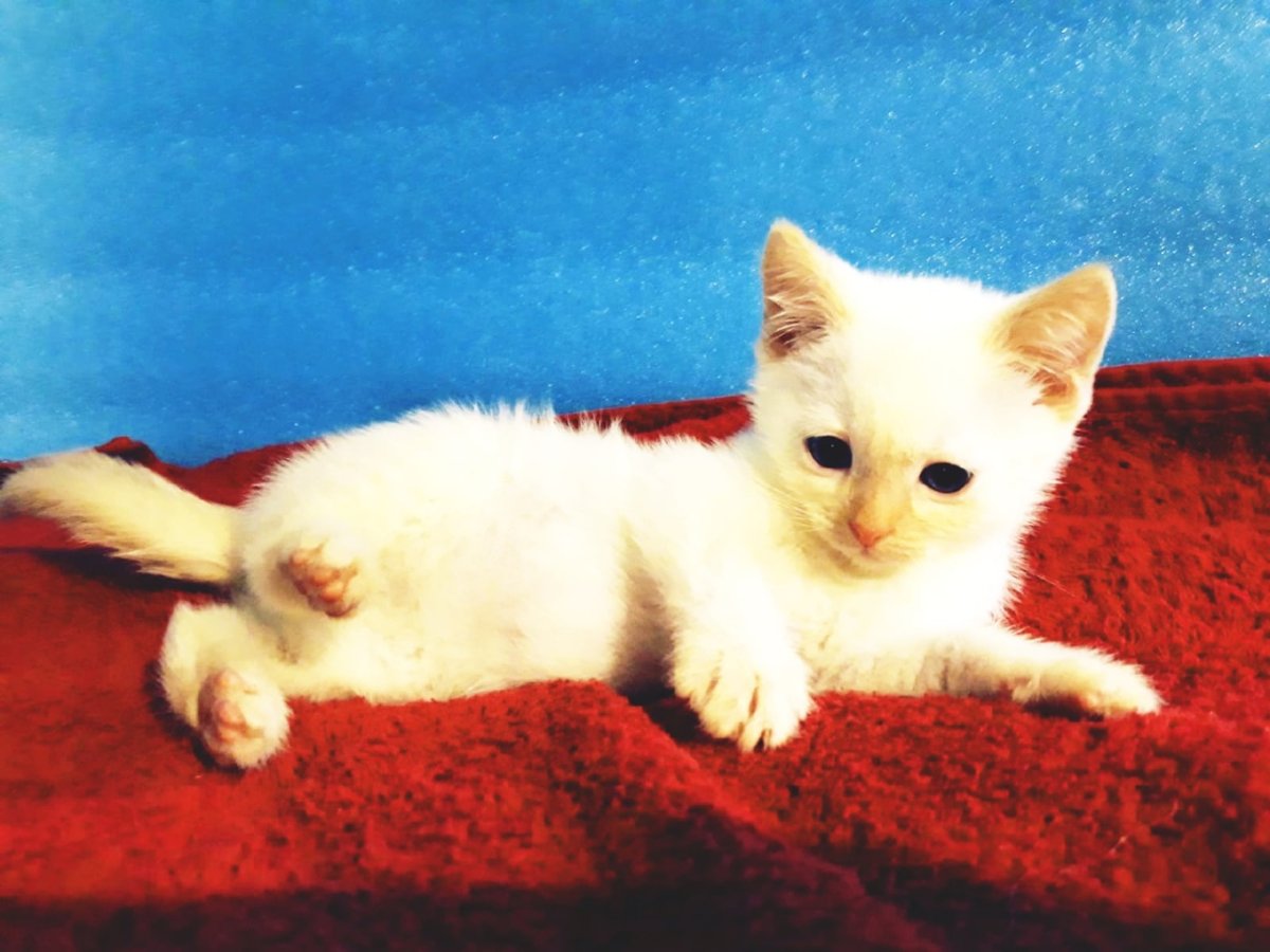 Котенка маленького Беленького рыжего