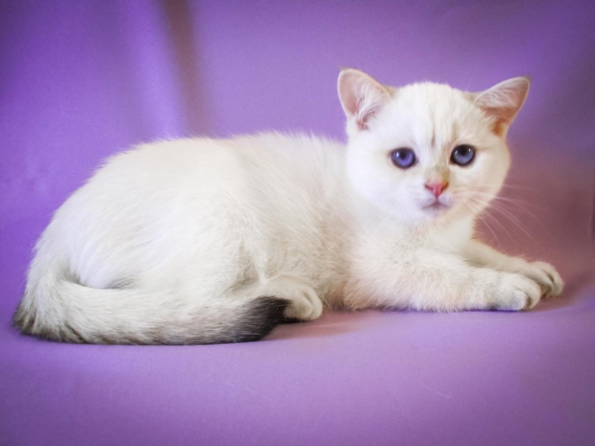 Тайская кошка ред Пойнт косенькая