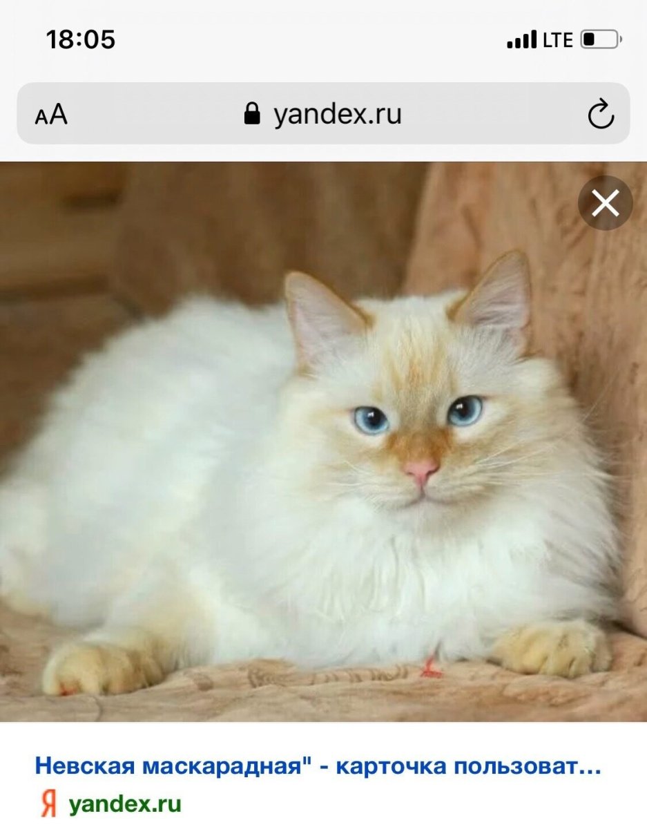 Невская маскарадная ред Пойнт