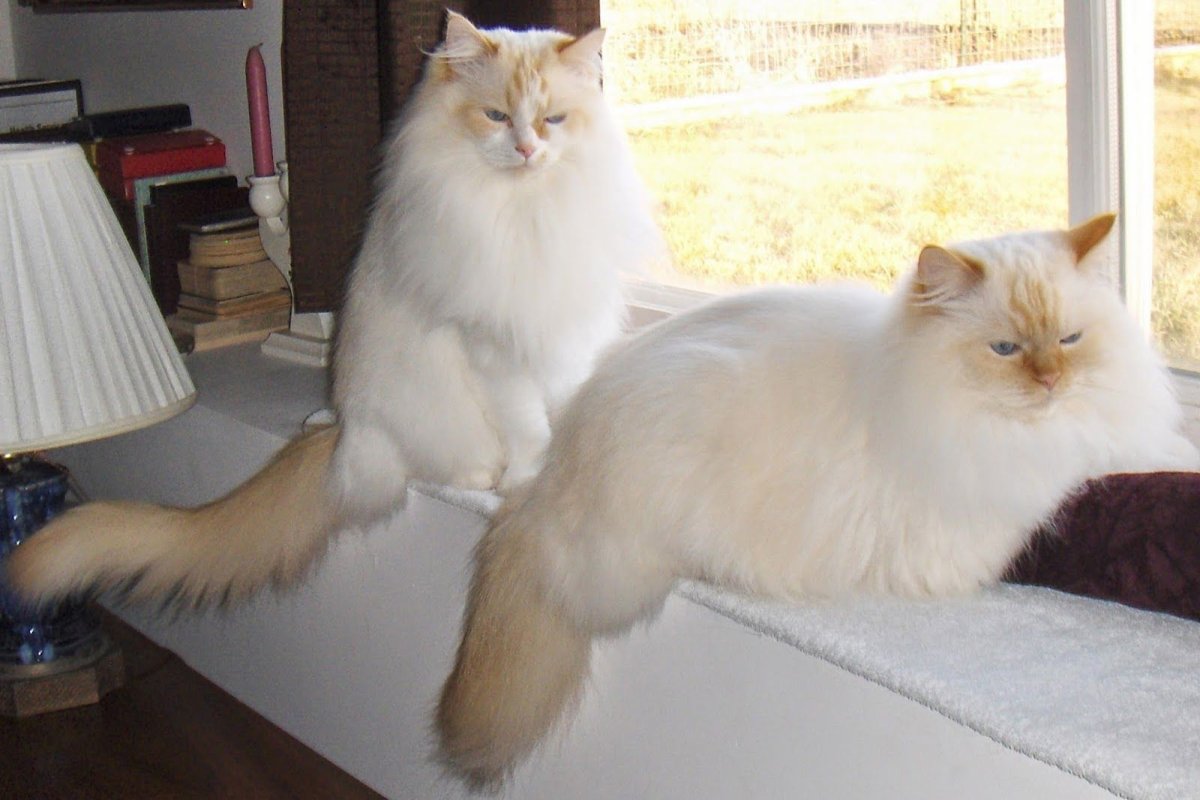 Рэгдолл endless Joy