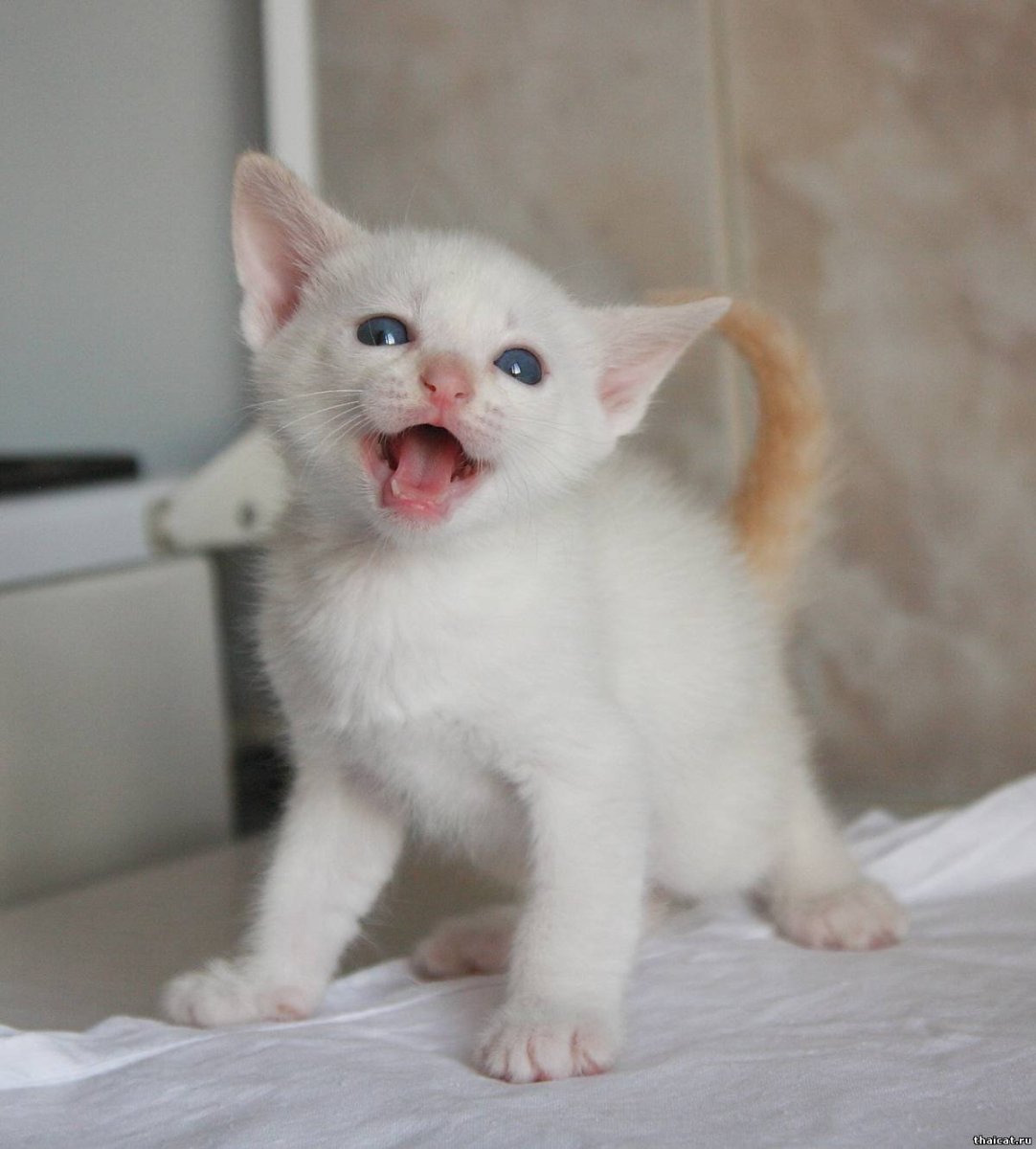 Меконгский бобтейл