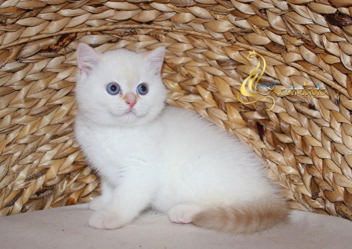 Тайская кошка ред Пойнт