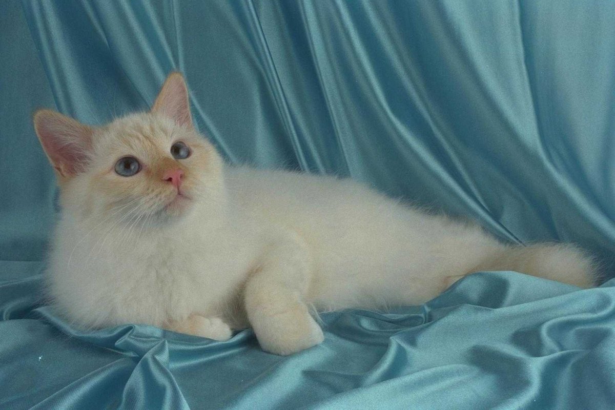 Бирманская кошка ред Пойнт