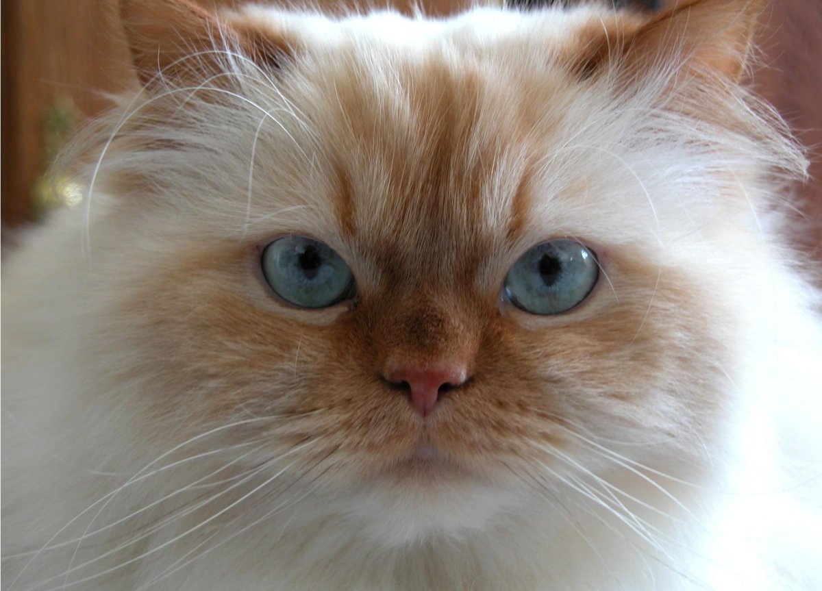 Ориентал поинт ред поинт