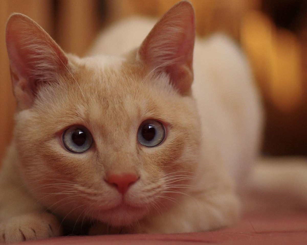 Порода Рэгдолл