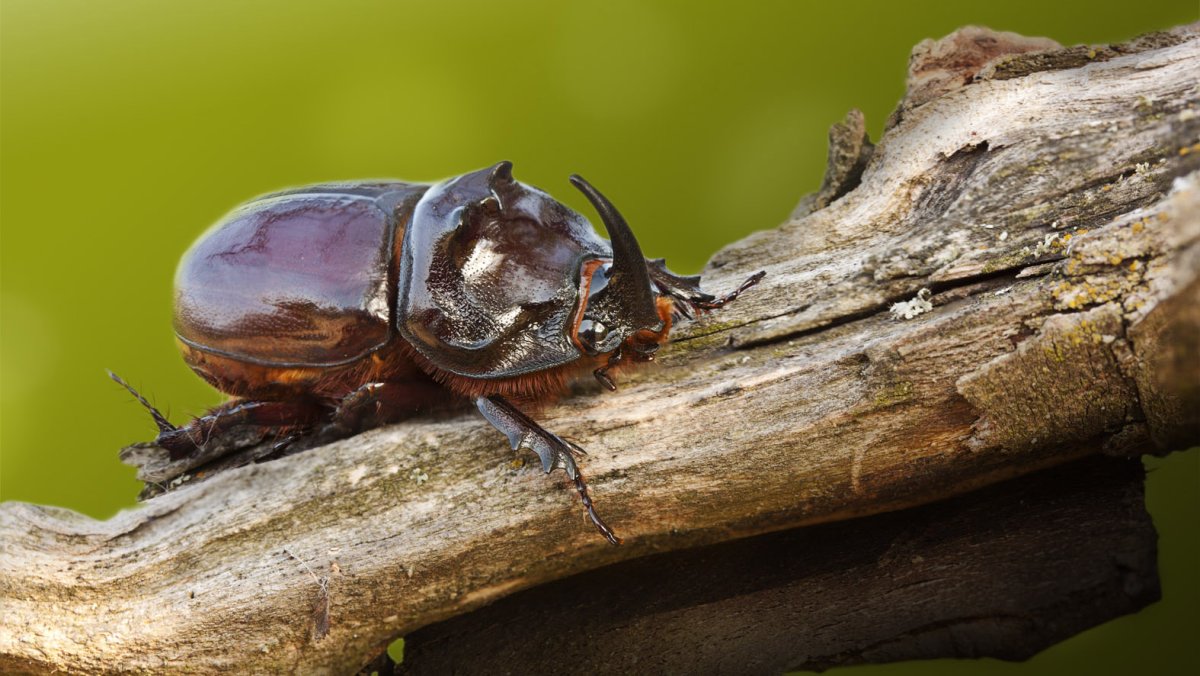Долгоносик макрофото Жук макро