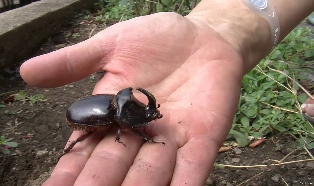 Нижние подгоричи жуки