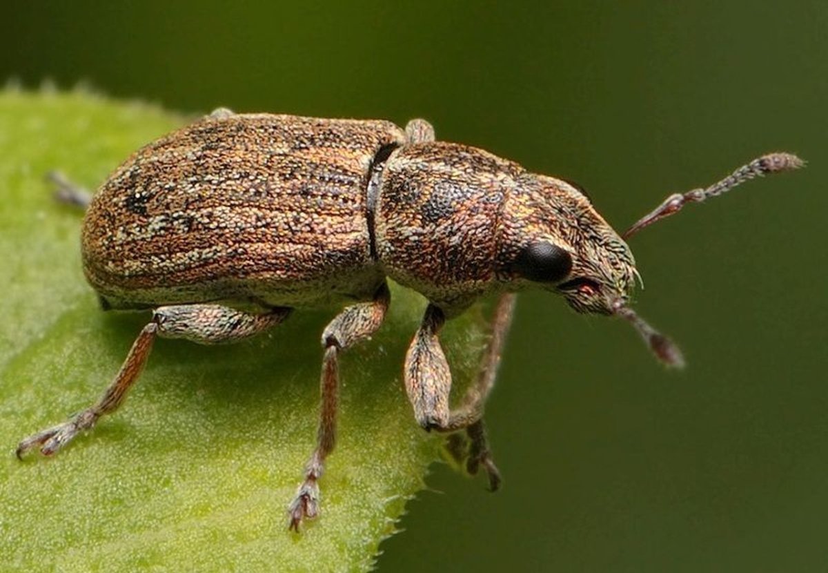 Вильчаторогий Жук носорог