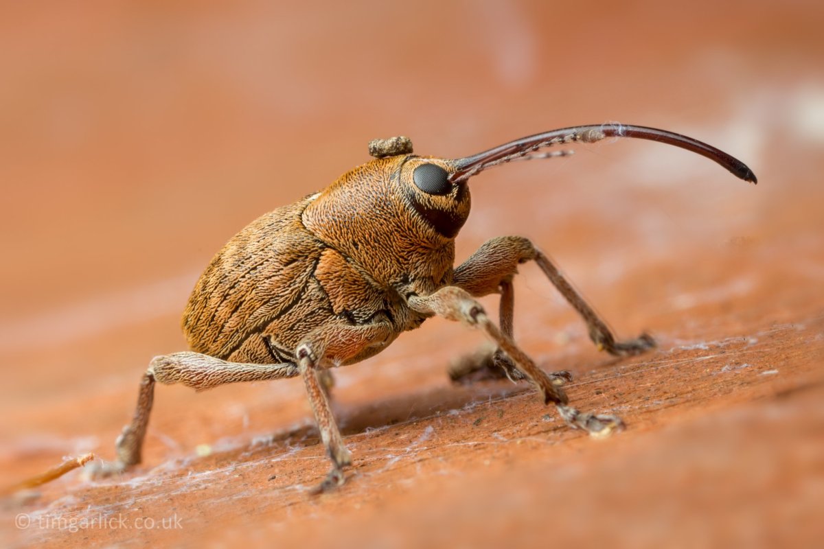 Шаранка Жук