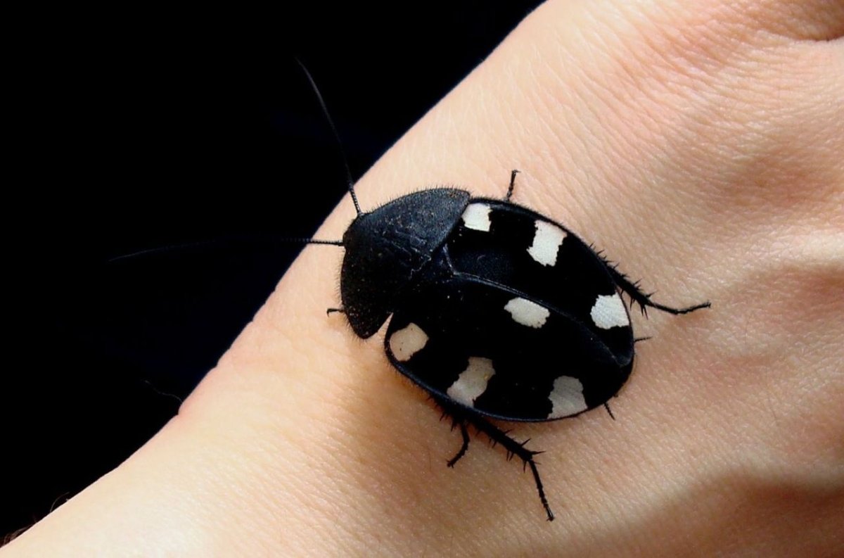 Анатомия насекомых для рисования