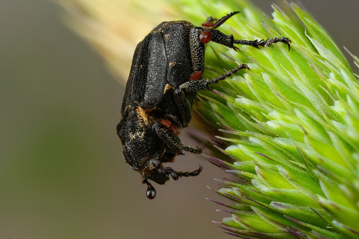 Prionus coriarius Жук