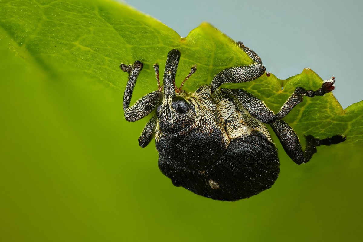 Коричневый Жук с зеленой головой