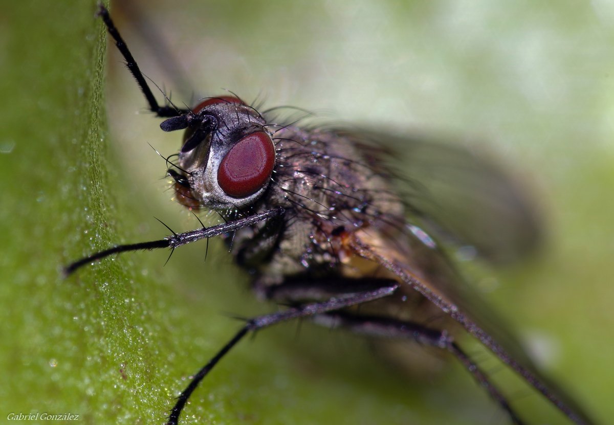 Жук олень Крымский