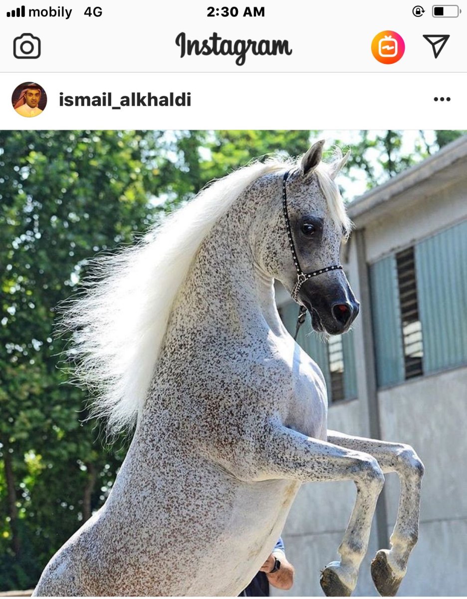 Две лошади бегут