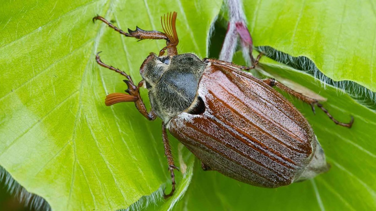 Крупные летающие насекомые России