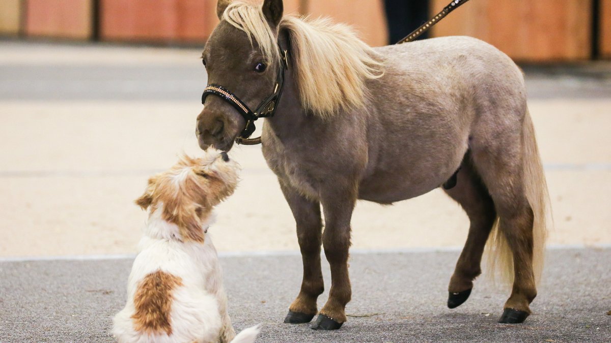 Anchor "арабская лошадь"