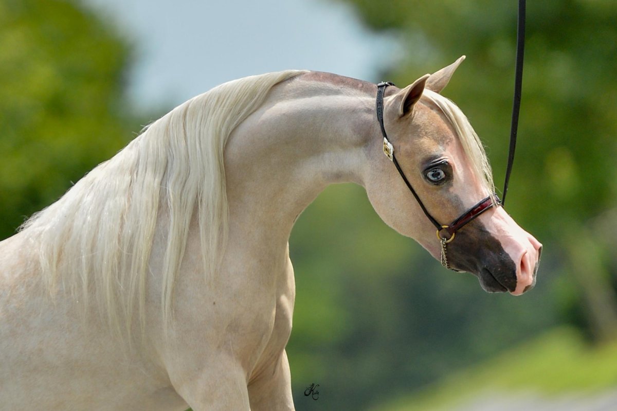 Американский мини Хорс