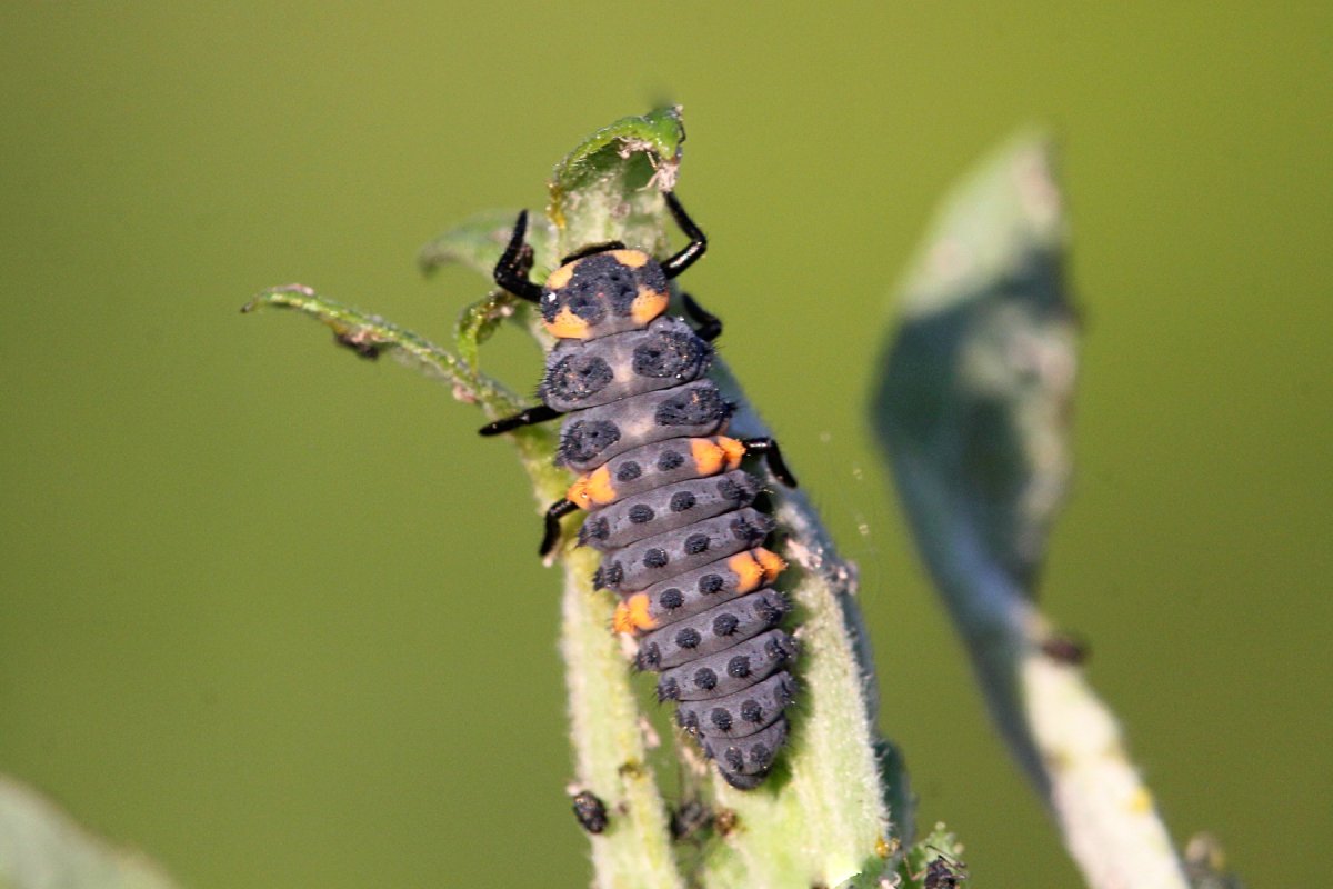 Жук носорог самка