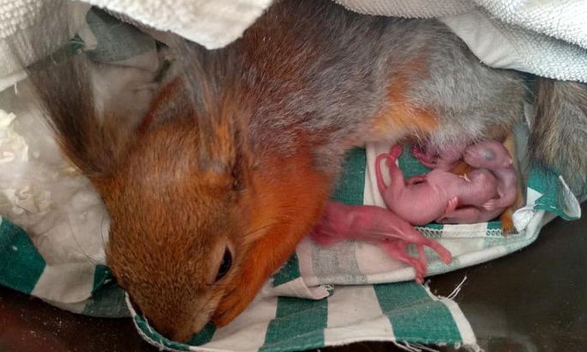 Японская летяга Момонга