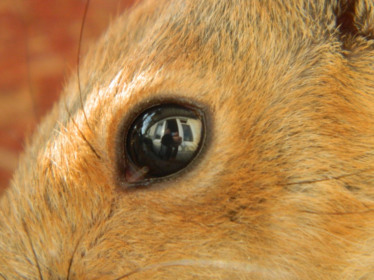 Новорожденные Детеныши белки