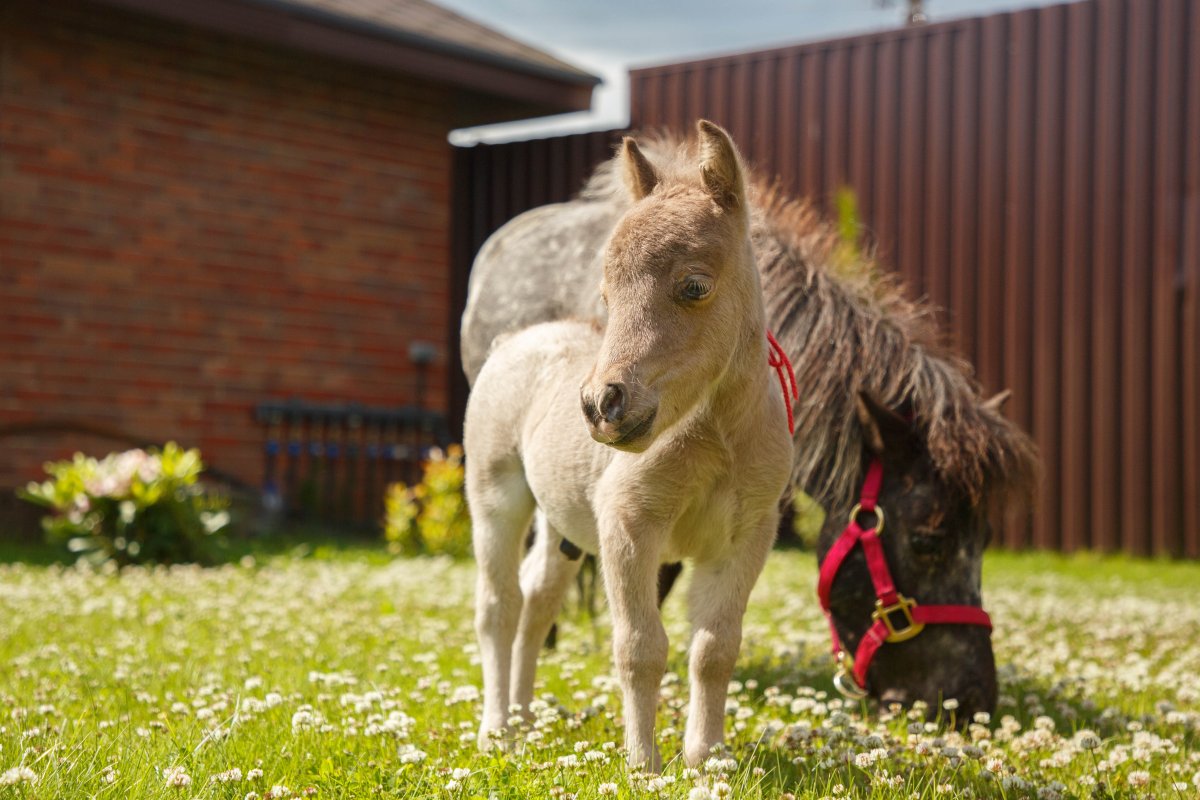 Кремелло арабская чистокровная