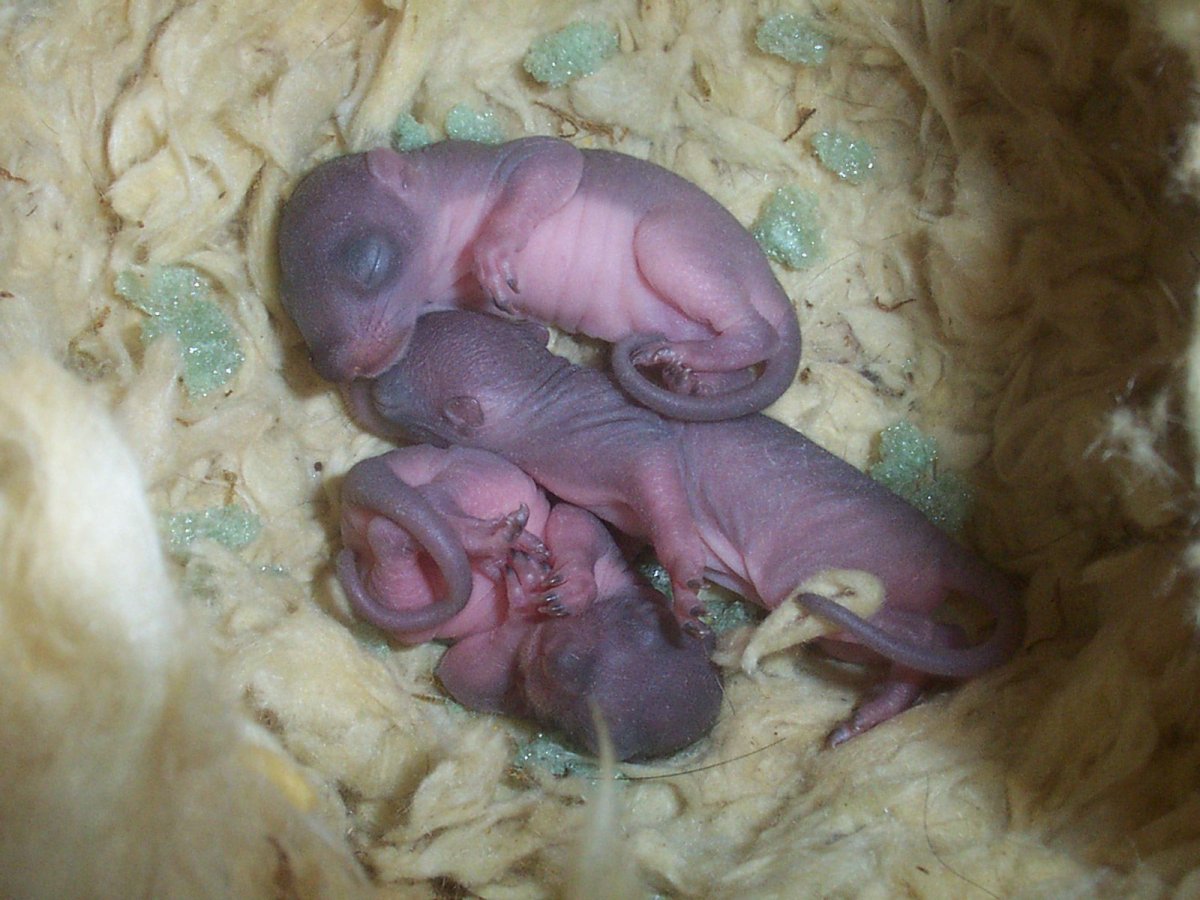 У ребёнка желтоватые склеры