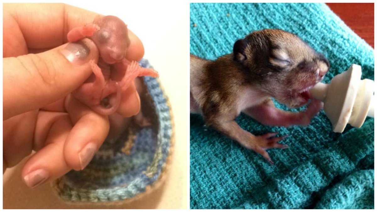 Желтушный лептоспироз