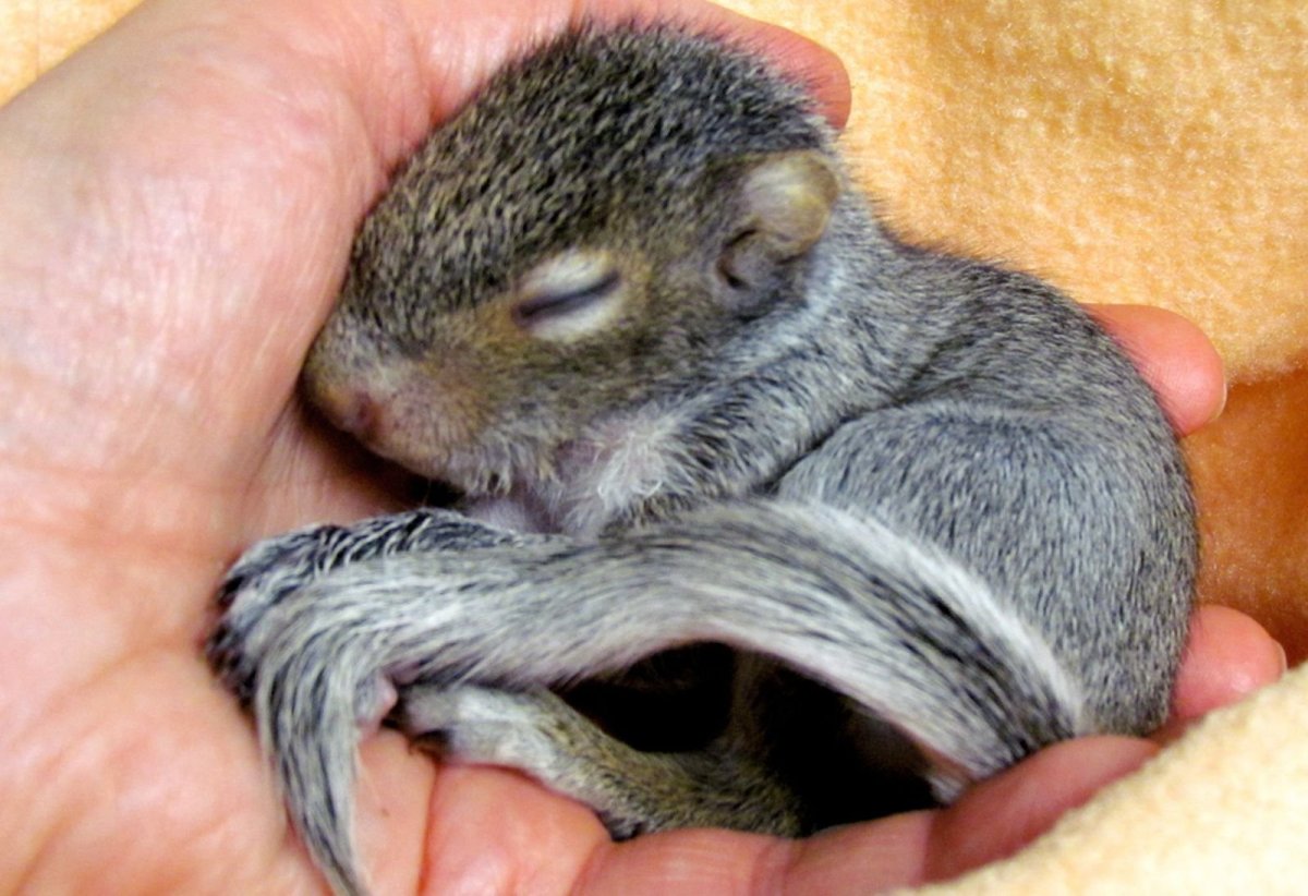 Новорожденные бельчата