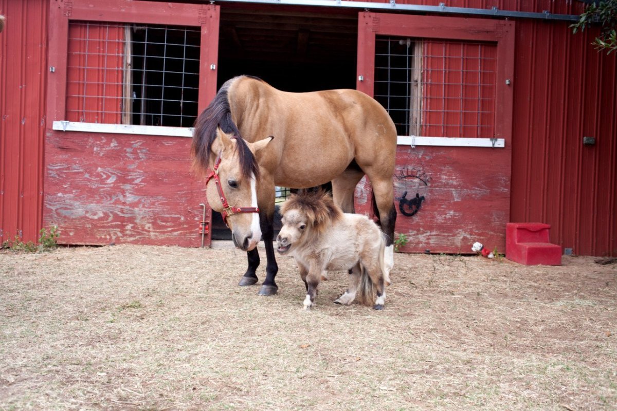 Много лошадей