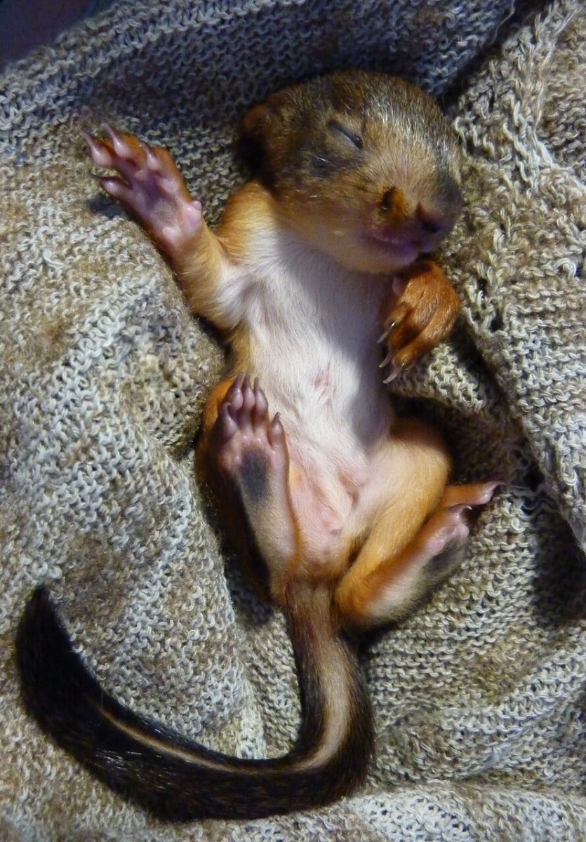 Бурундучата Новорожденные