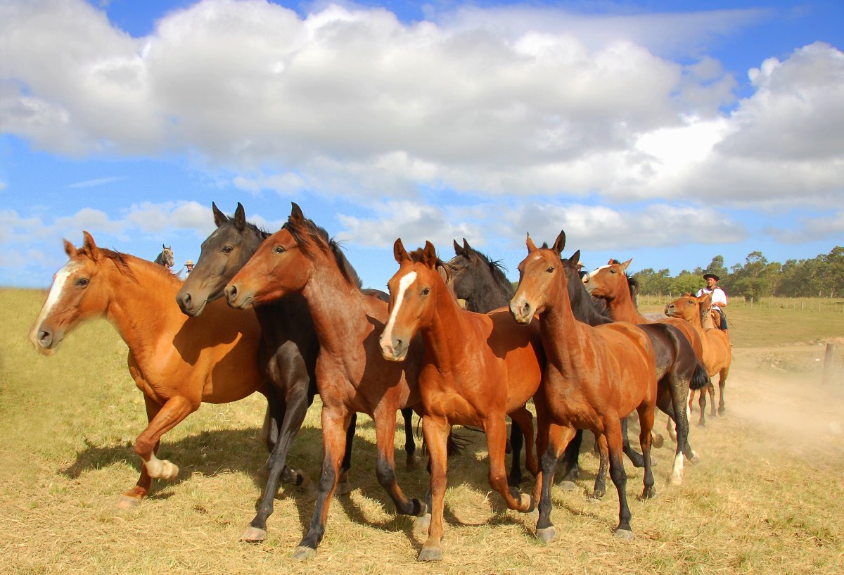 Очень красивые лошади