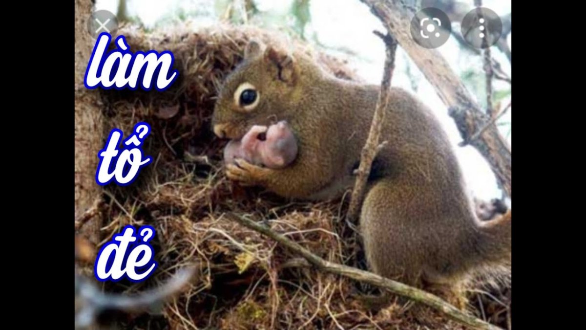 Радостная белка