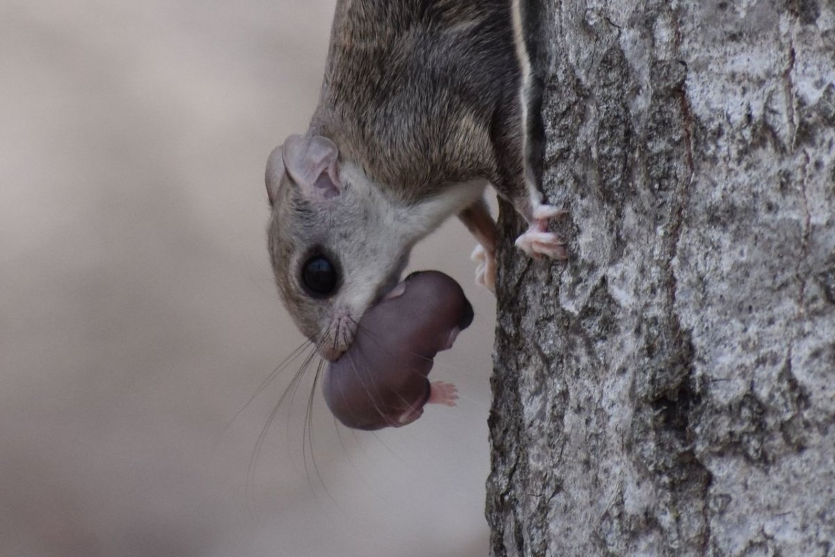 Белка когти