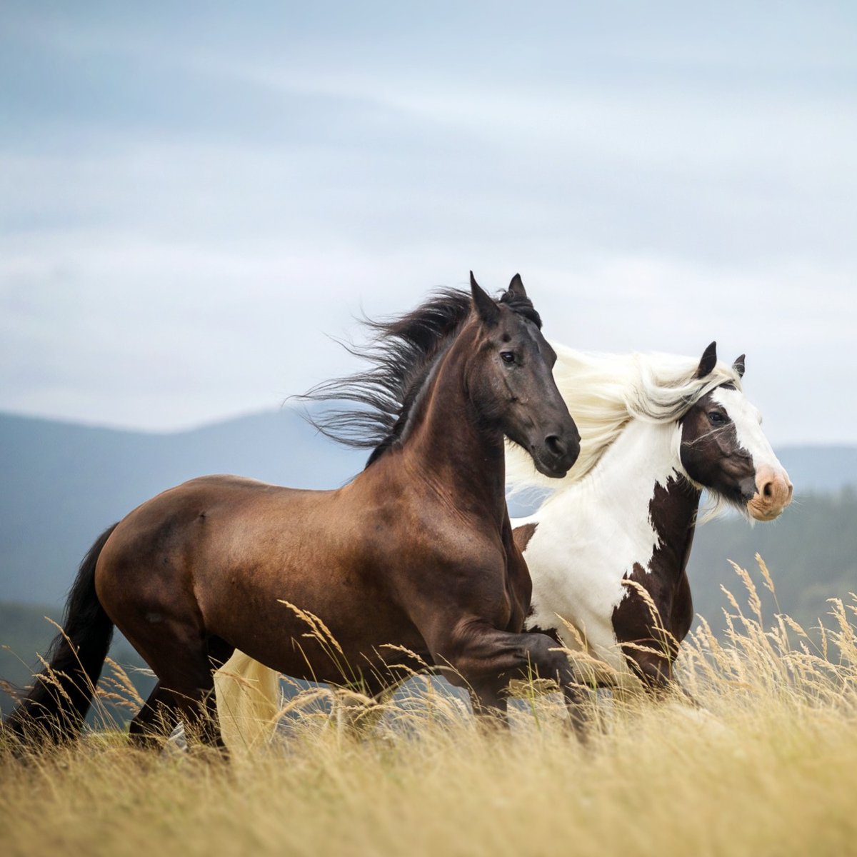 Лицо лошади