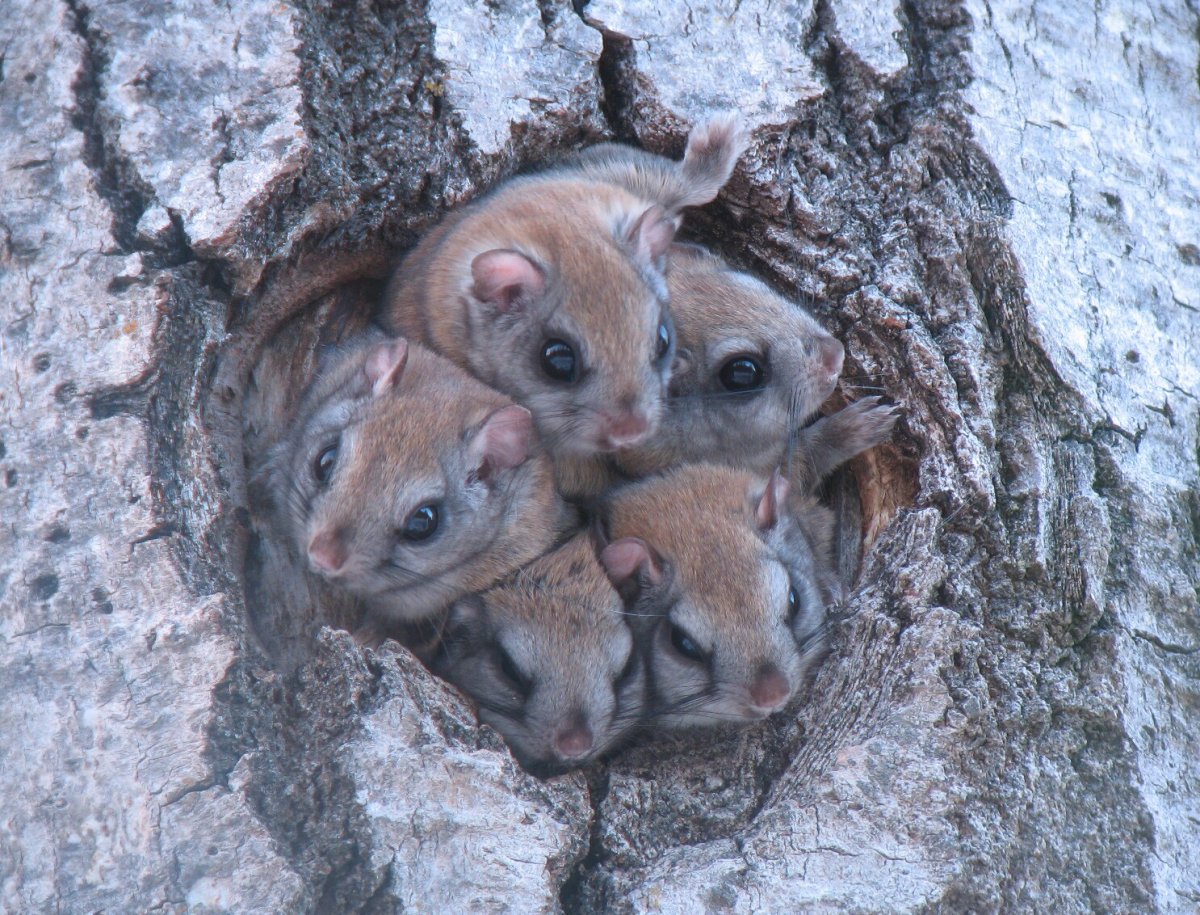 3х недельные бельчата